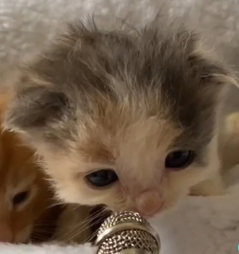 млекопитающее котёнок кошачьи