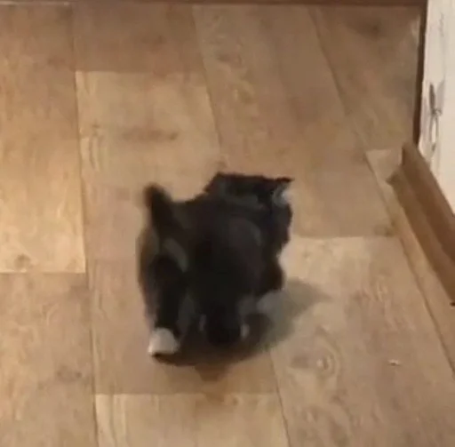 комнатный настил кошка