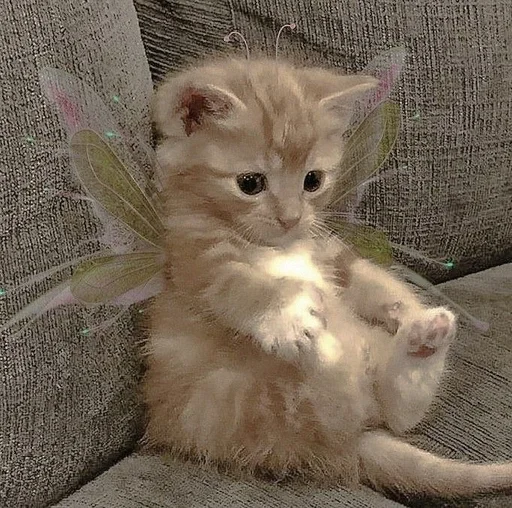 животное млекопитающее кошка