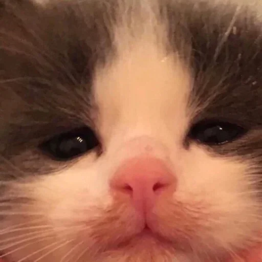 млекопитающее животное кошка