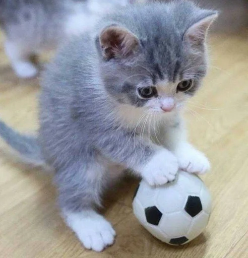 котёнок животное кошки малого и среднего размера