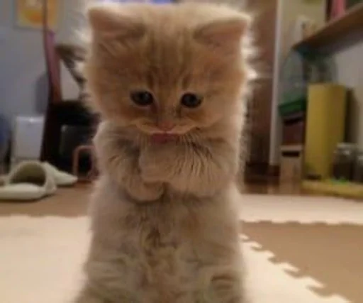 млекопитающее животное кошка