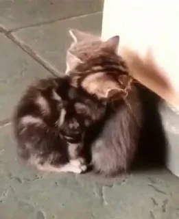 Sticker кошенята - 11