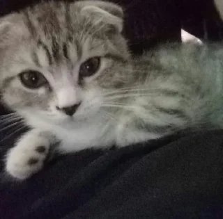 Sticker кошенята - 2