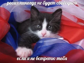 Sticker кошенята - 4