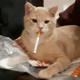 Sticker кошенята - 7