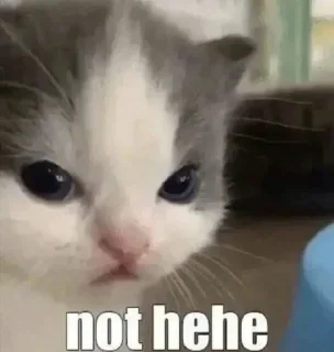 Sticker кошенята - 5