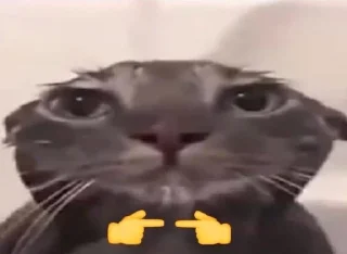 Sticker кошенята - 1