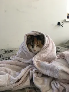 Sticker кошенята - 9