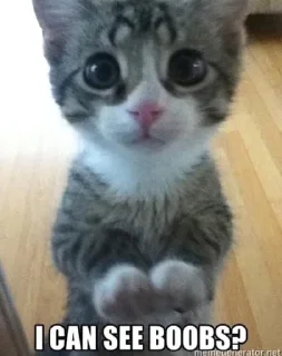 Sticker кошенята - 6