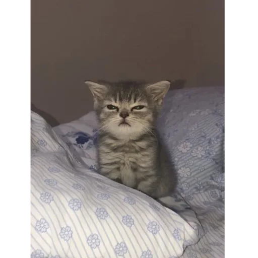 Sticker kittymeowuwuuu - 1