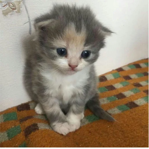 Sticker kittymeowuwuuu - 1