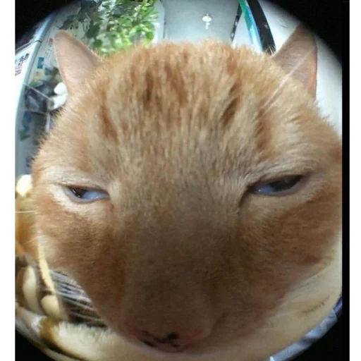 Sticker kittymeowuwuuu - 1