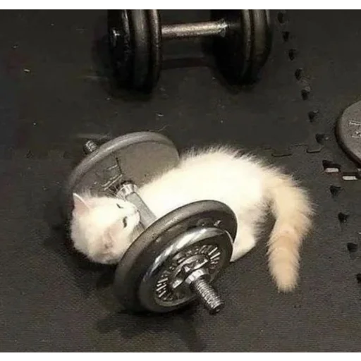 Sticker kittymeowuwuuu - 1