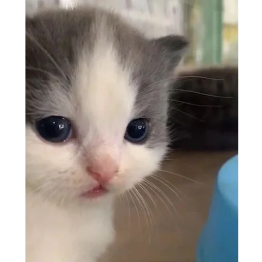 Sticker kittymeowuwuuu - 1