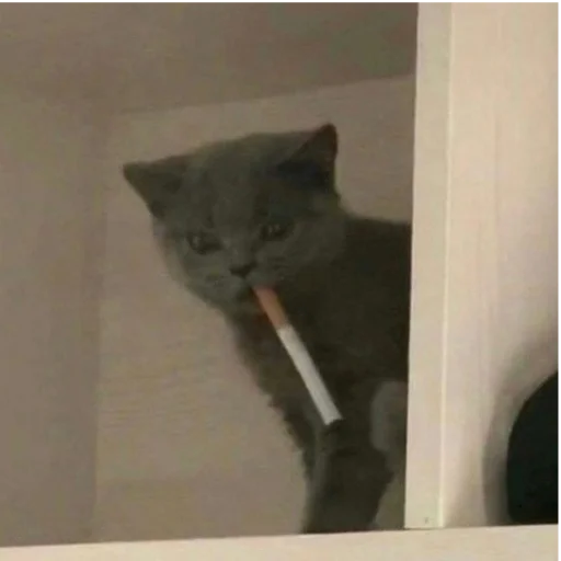 Sticker kittymeowuwuuu - 1