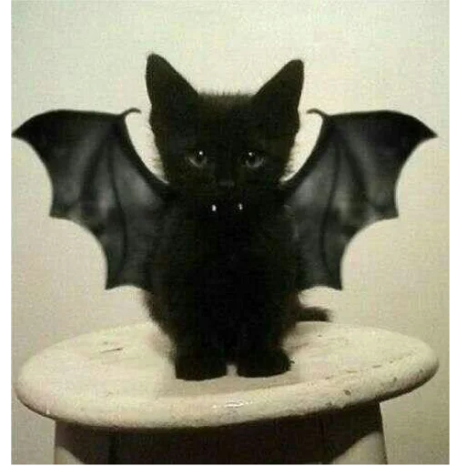 Sticker kittymeowuwuuu - 1