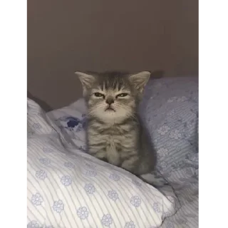 Стикер котики няшки💋 - 10