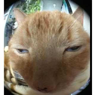 Стикер котики няшки💋 - 8