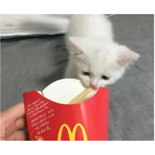 Стикер котики няшки💋 - 4