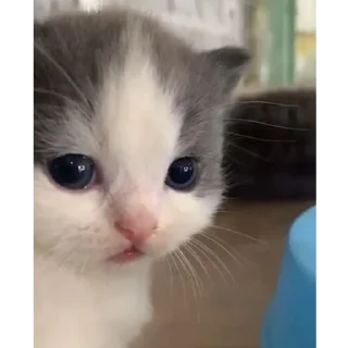 Стикер котики няшки💋 - 6