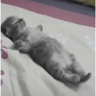 Стикер котики няшки💋 - 11