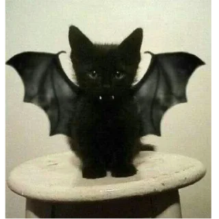 Стикер котики няшки💋 - 2