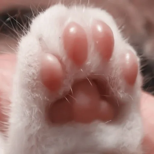 🐈 - 𝐤𝐢𝐭𝐭𝐲 `. | @pecjuwr :: @fStikBot - small to medium-sized cats