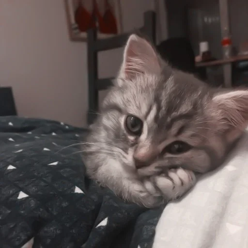 indoor small to medium-sized cats cat