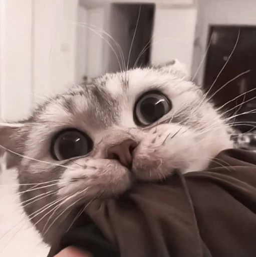 small to medium-sized cats animal whiskers