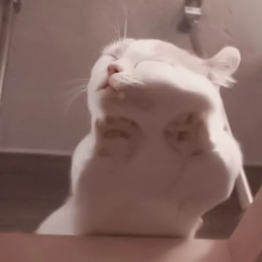 mammal animal small to medium-sized cats