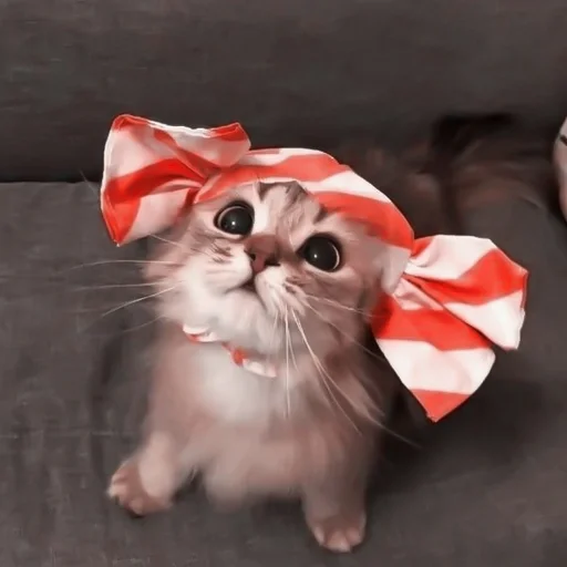 cat small to medium-sized cats felidae