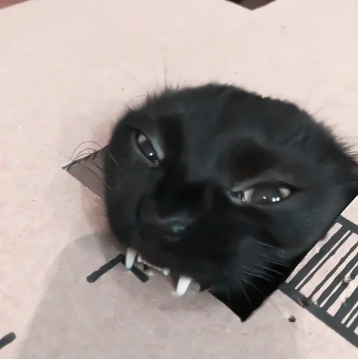 small to medium-sized cats mammal felidae