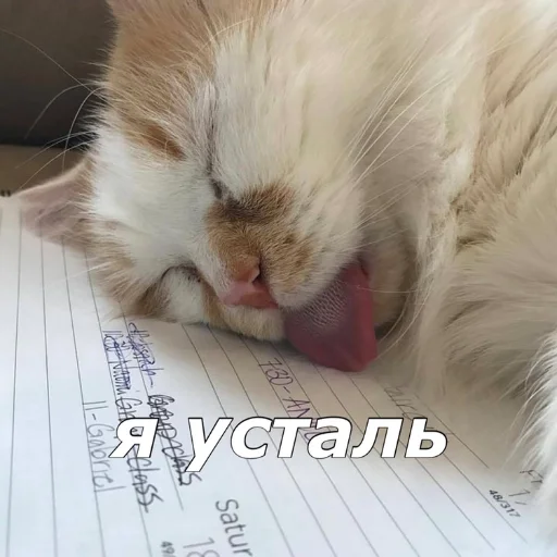 Sticker котятки - 11
