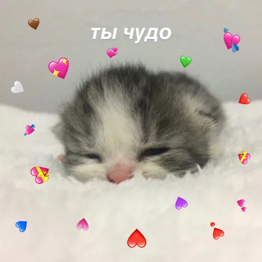 Sticker котятки - 10