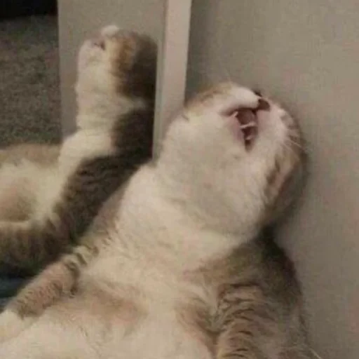 Sticker котятки - 8