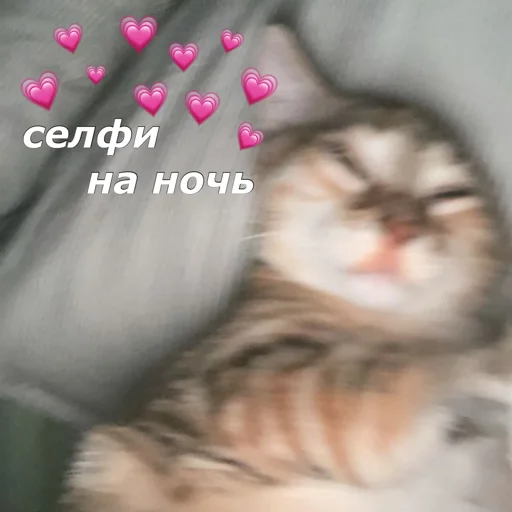 Sticker котятки - 7