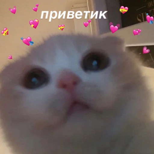 Sticker котятки - 6