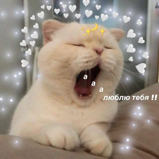 Sticker котятки - 2