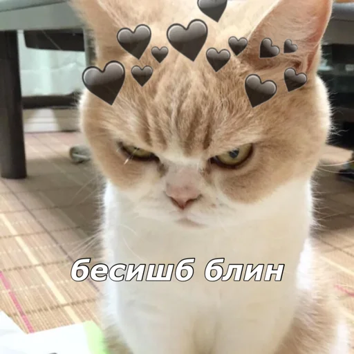 Sticker котятки - 1