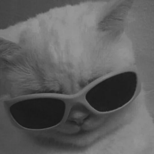 Sticker котятки - 0