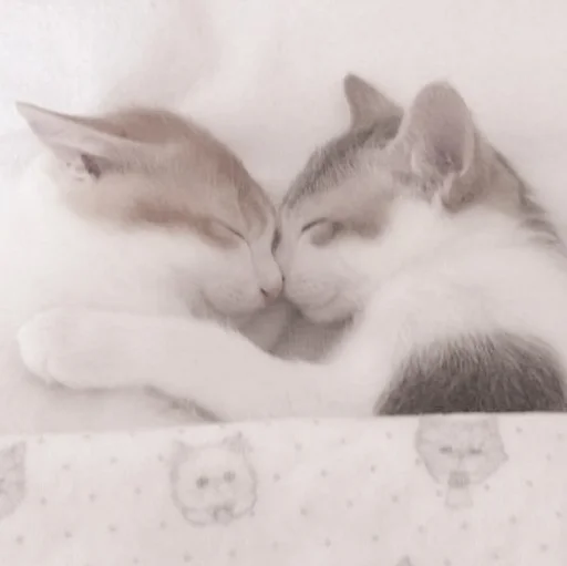 Sticker kittysvlkcat - 1