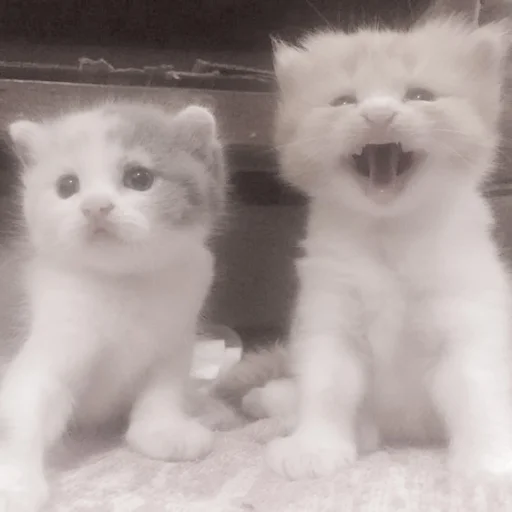 Sticker kittysvlkcat - 1