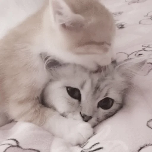 Sticker kittysvlkcat - 1