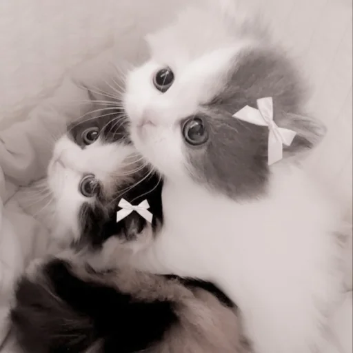 Sticker kittysvlkcat - 1