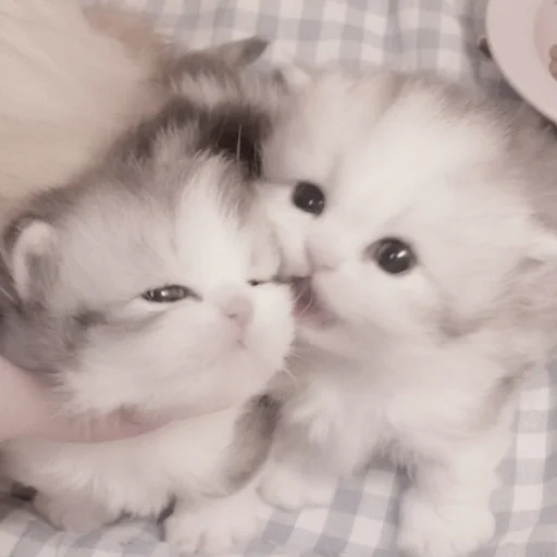 Sticker kittysvlkcat - 1