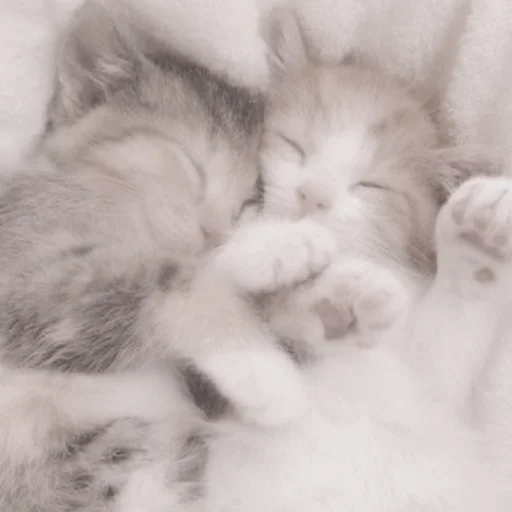 Sticker kittysvlkcat - 1