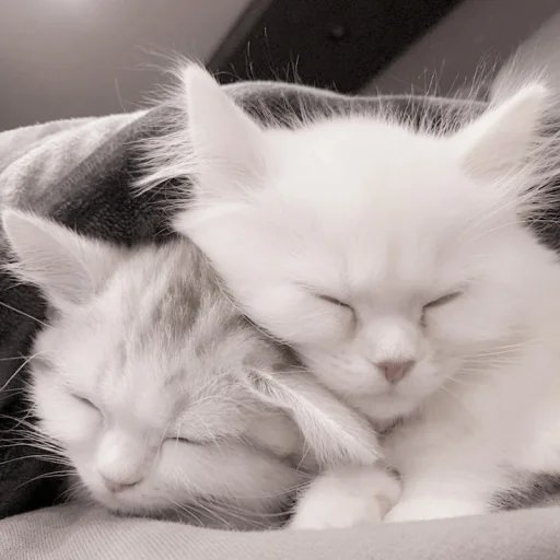 Sticker kittysvlkcat - 1