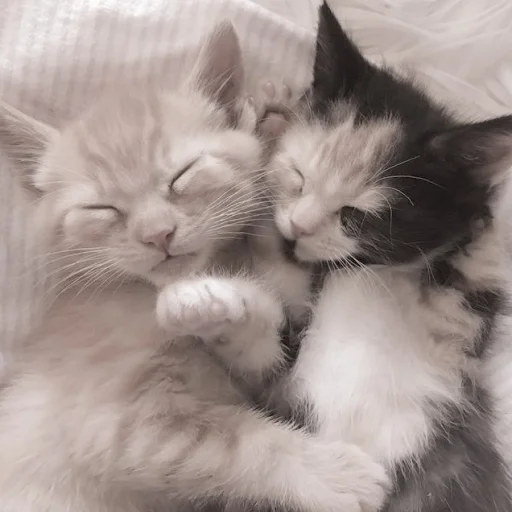 Sticker kittysvlkcat - 1