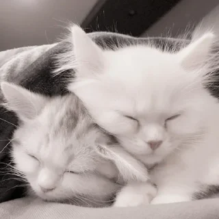 Sticker ꒰ китики ꒱ @svalkablin ! - 1